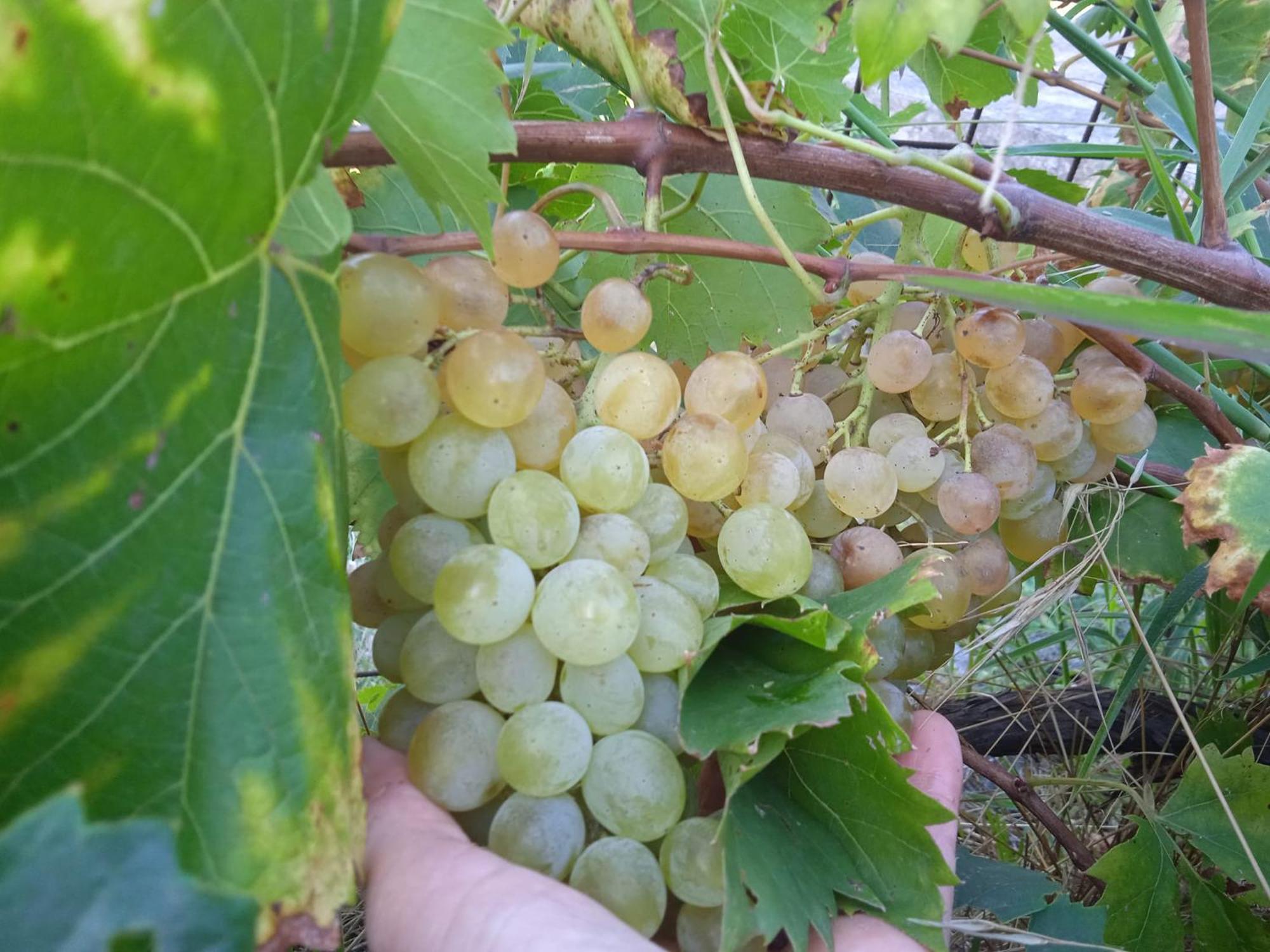 Locanda Dell'Amicizia 瑟克罗 外观 照片